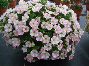 Petunia Heartbeat